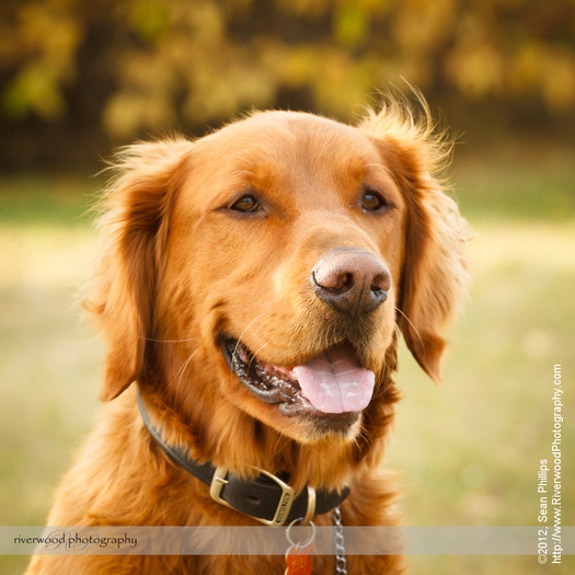 Dog Photography at Edworthy Park