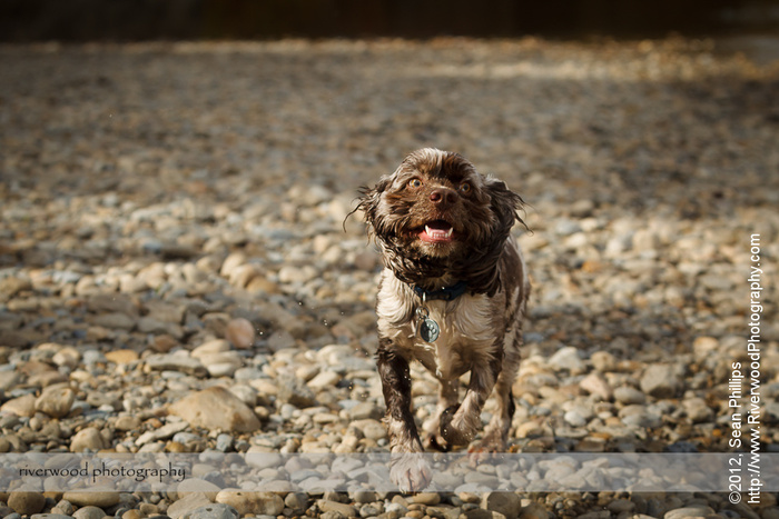 Dog Photography at the Ranche in Fish Creek