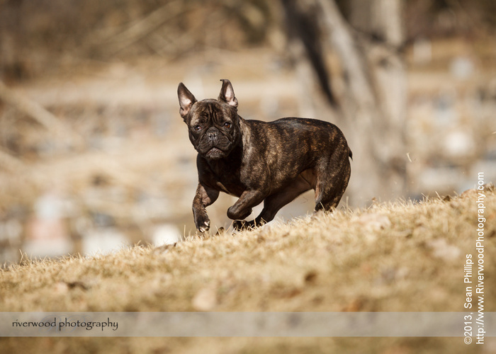 Family Pet Portraits