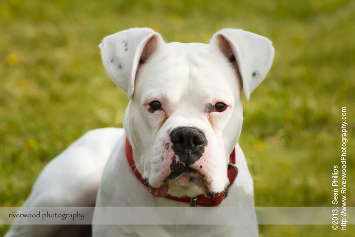 Portrait of a Pitbull