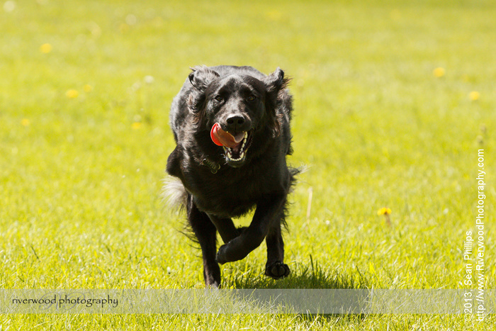 Pepper at Edworthy Park