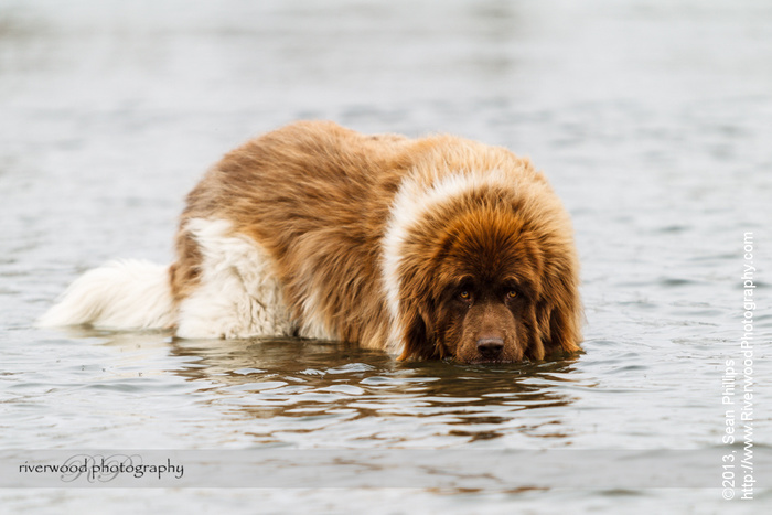 Spring Dog Photography