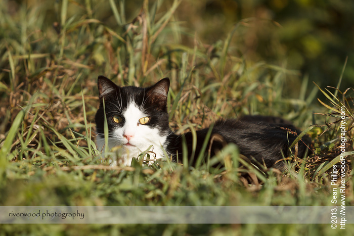 Cats at a Dairy Farm