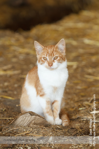 Kitten at a Dairy Farm