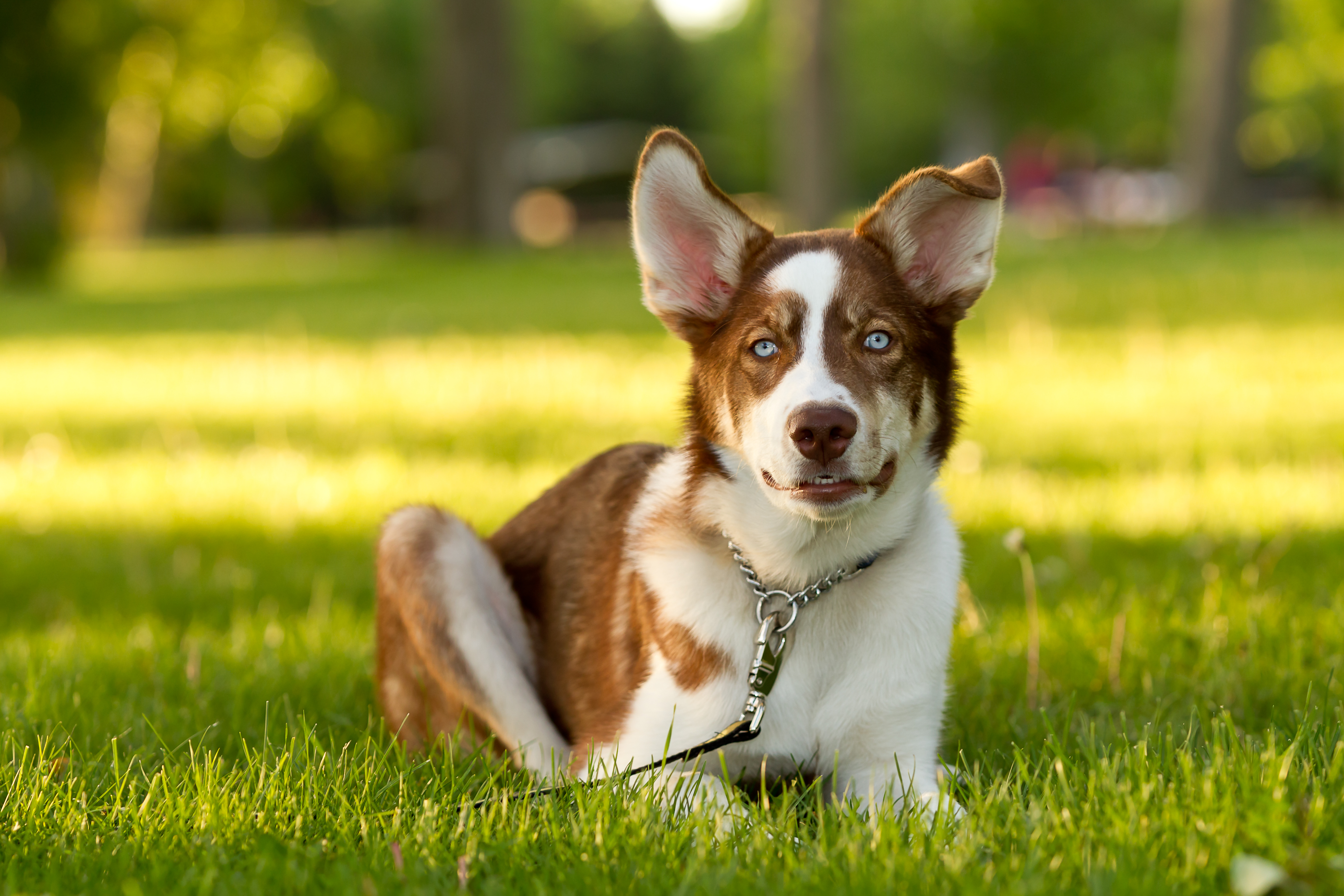 Puppy Portrait