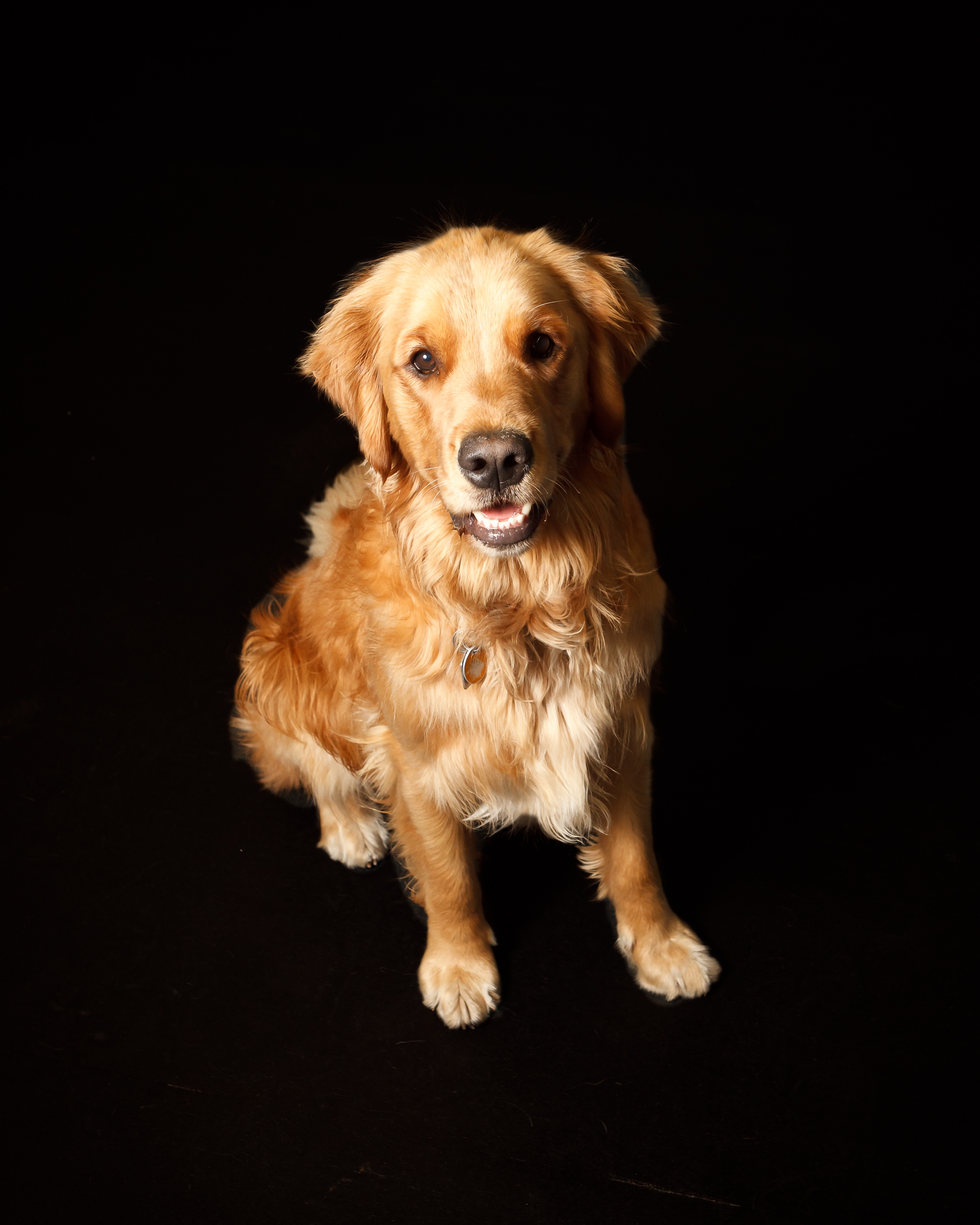 Studio Pet Portrait