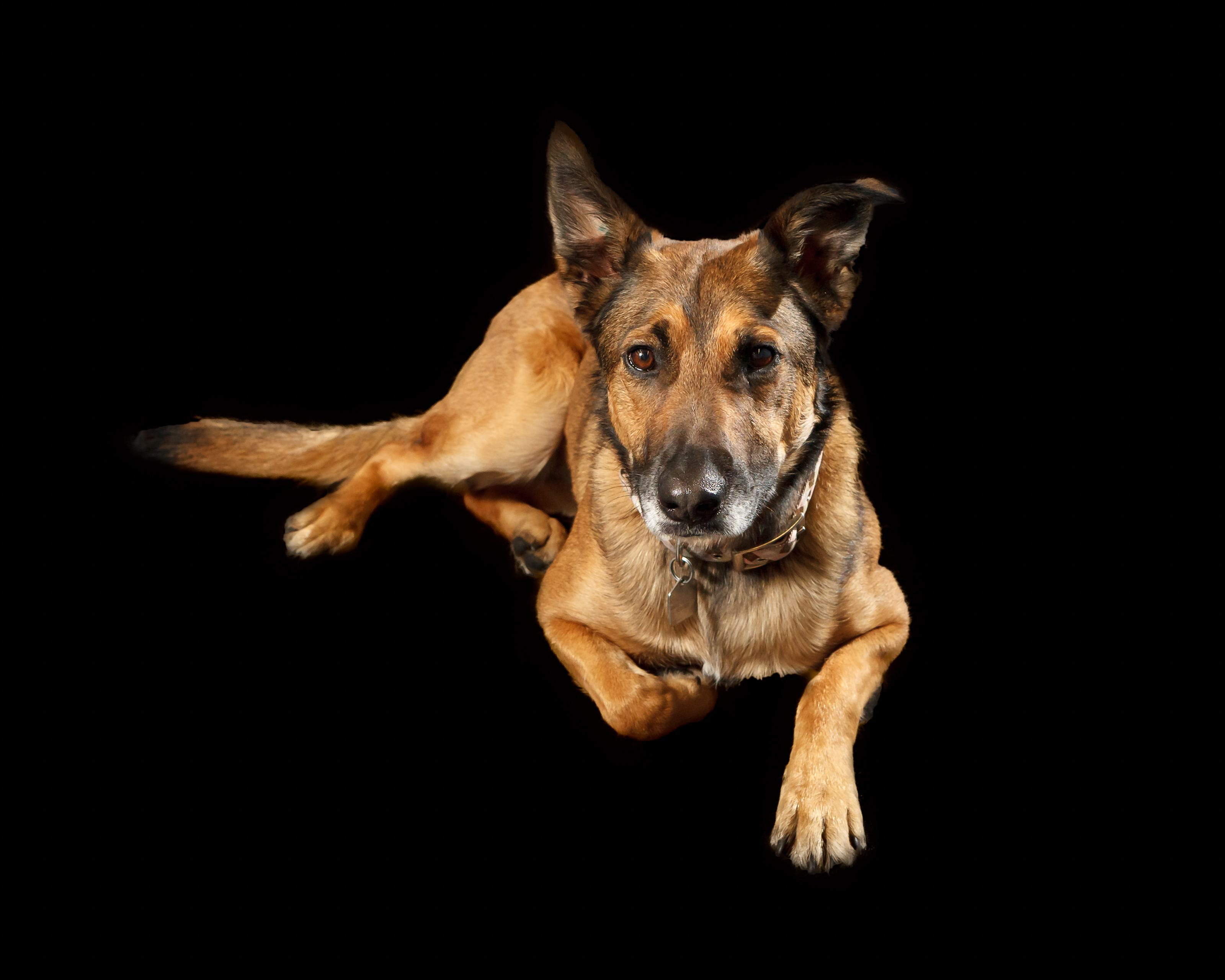 Keira Studio Pet Portrait