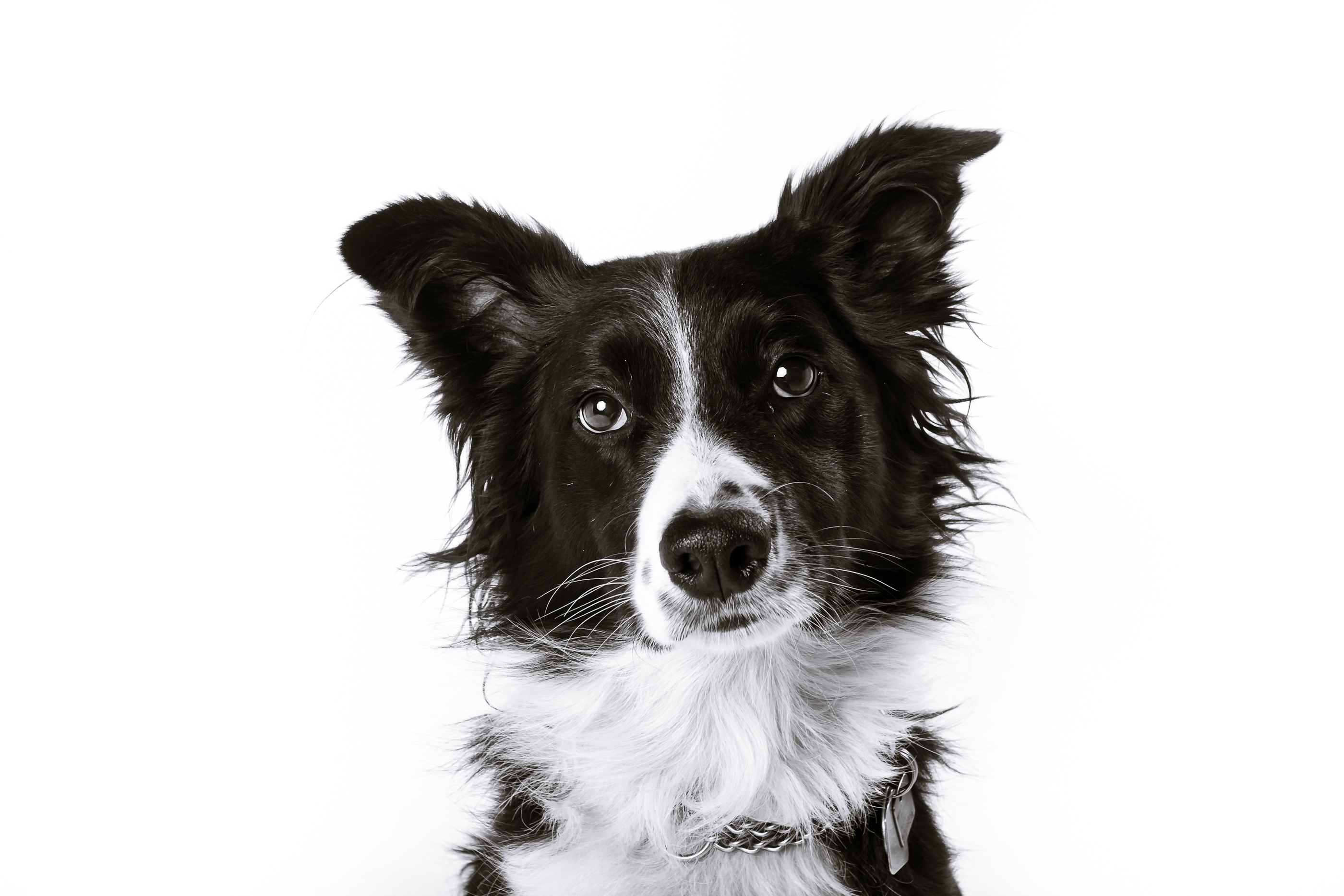 Abby | Black & White Pet Portrait