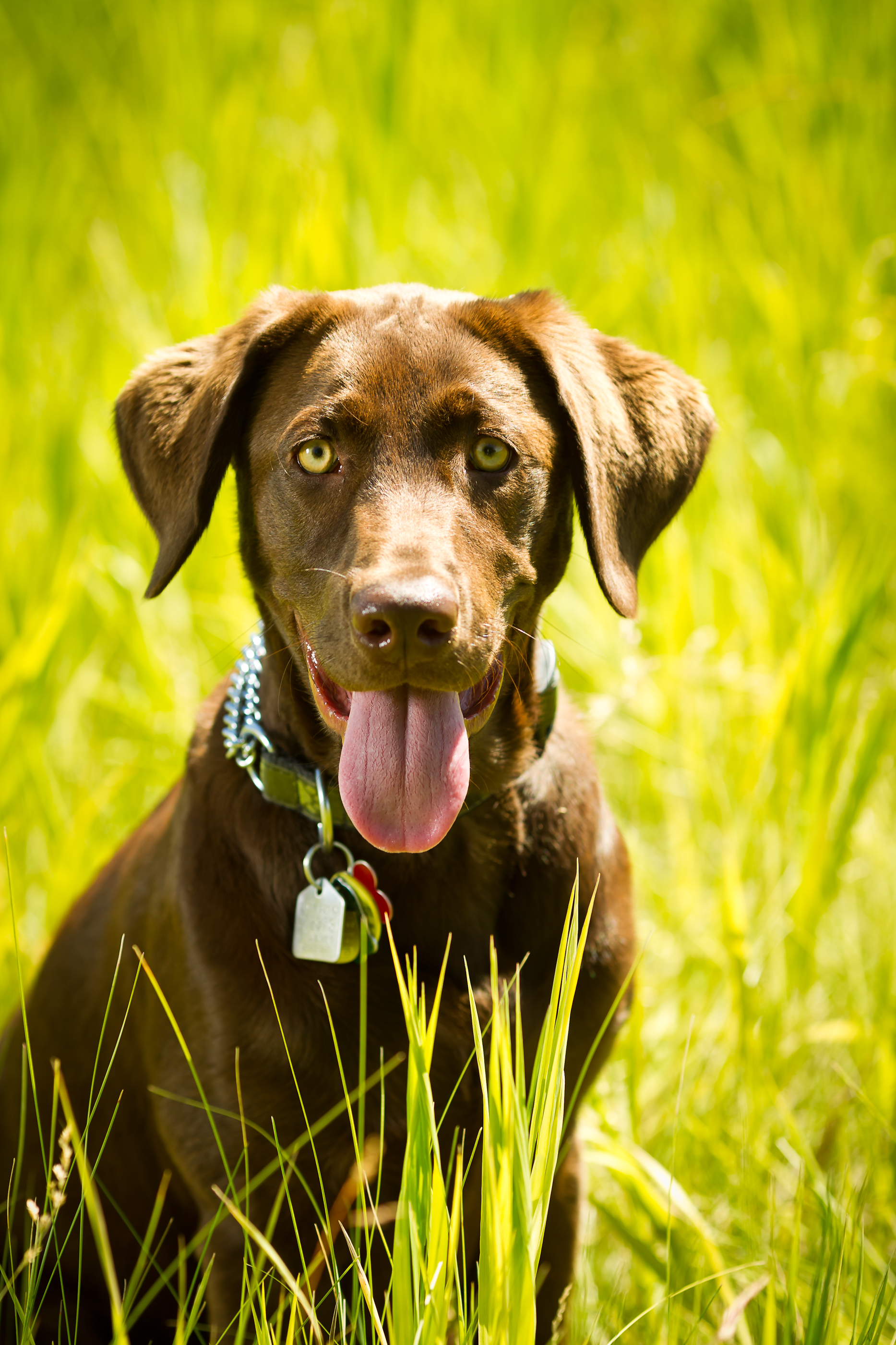 Puppy Portrait in Long Grass