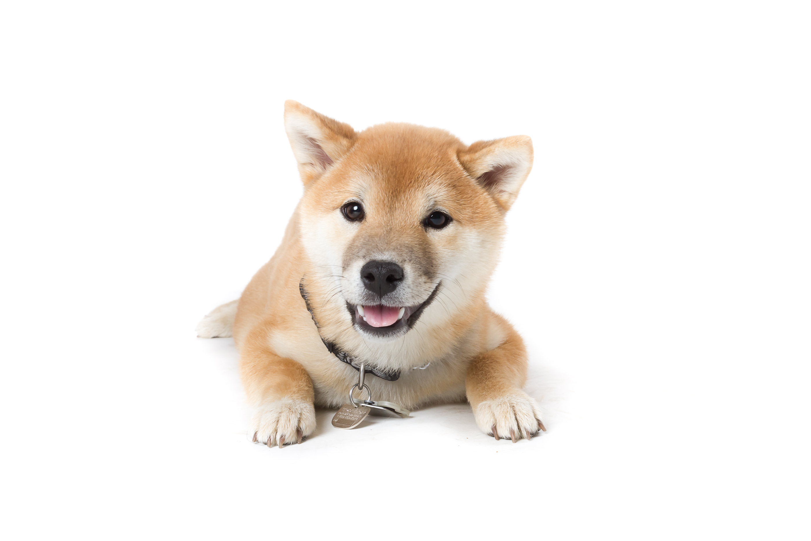 Puppy | Studio Pet Portrait