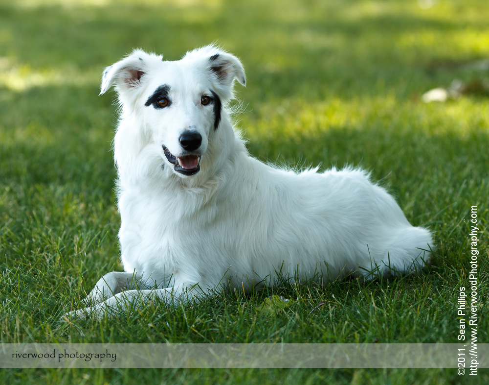 Dog Portraits at The Ranche