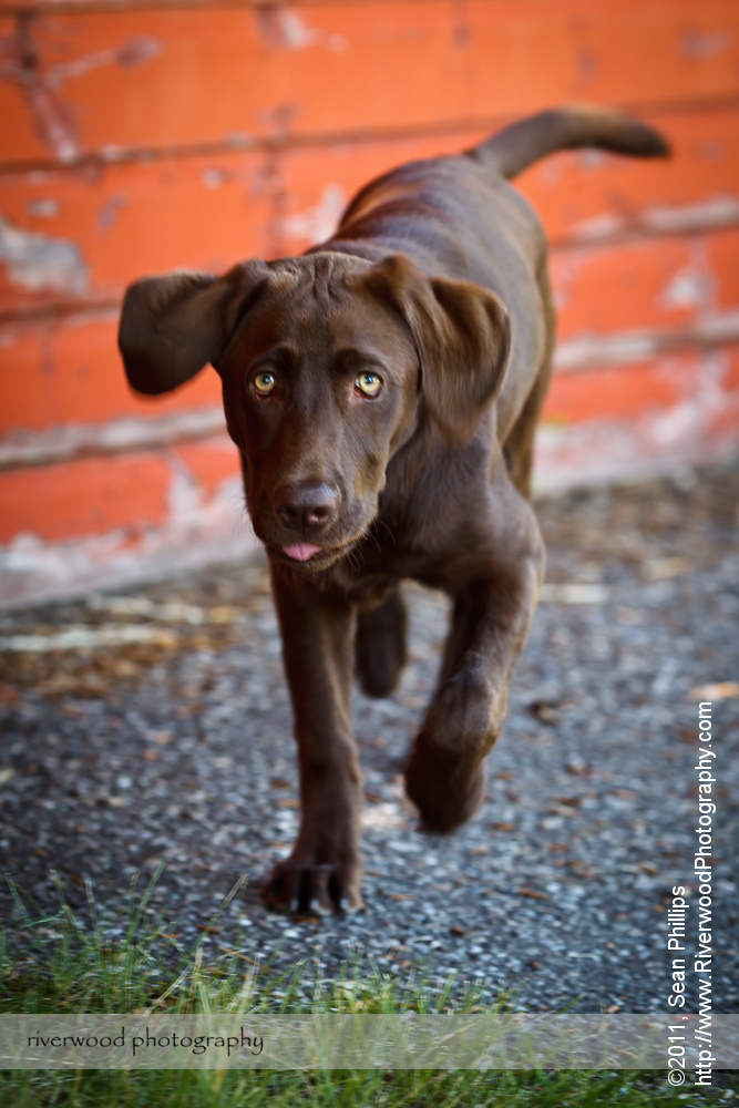 Pet Portraits at The Ranche