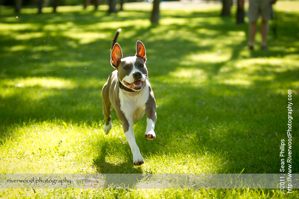 Pet Portraits at North Glenmore Park