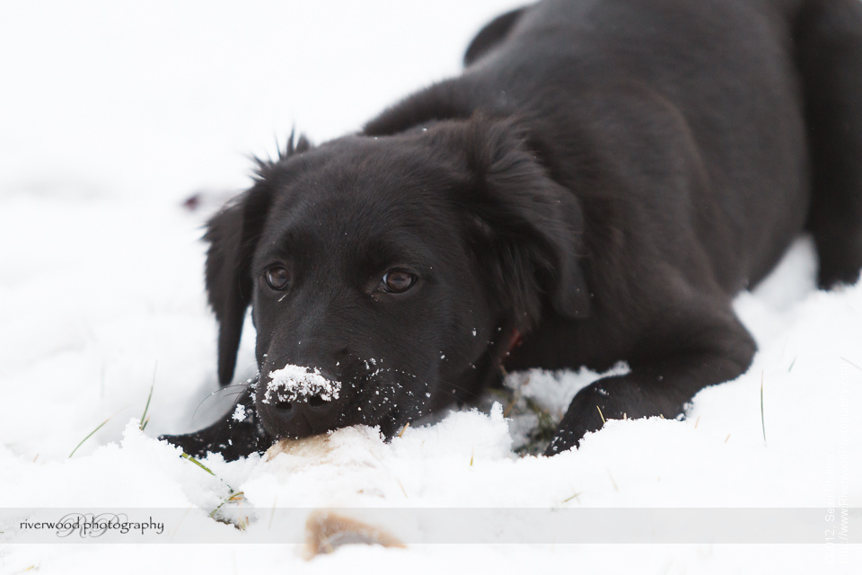 Pepper's First Snow