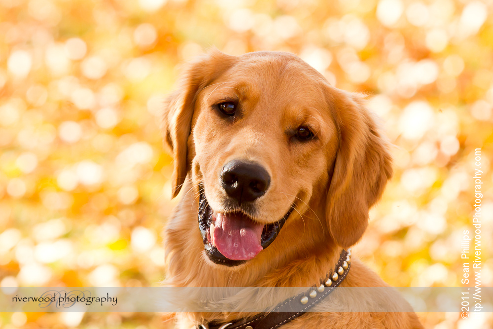 Fall Dog Portrait at Carburn Park
