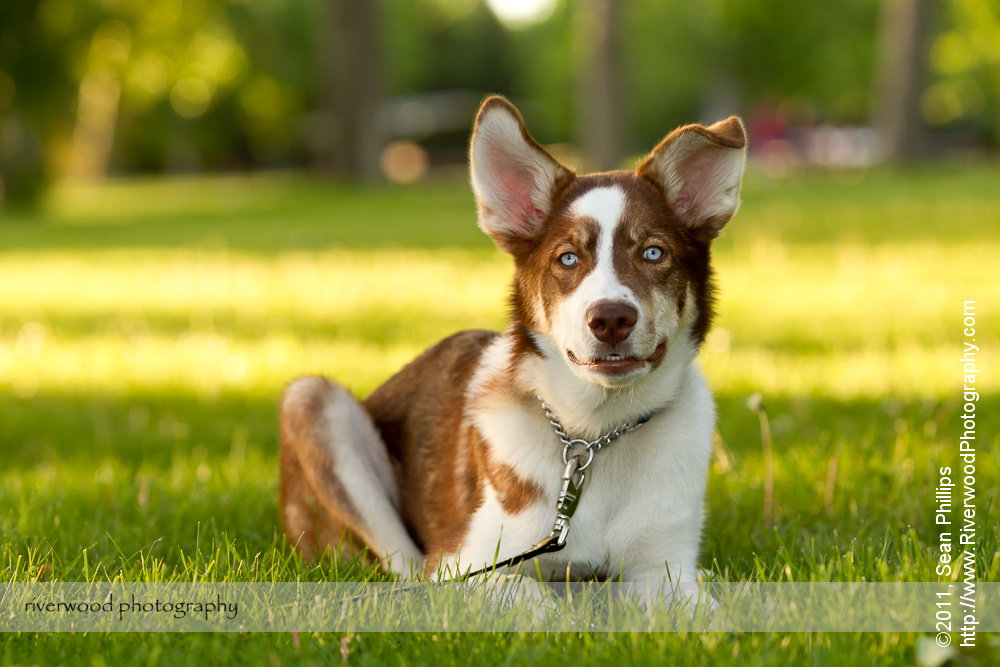 Dog Photography at North Glenmore Park