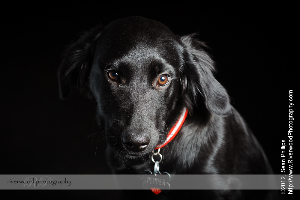 Pepper in the Studio