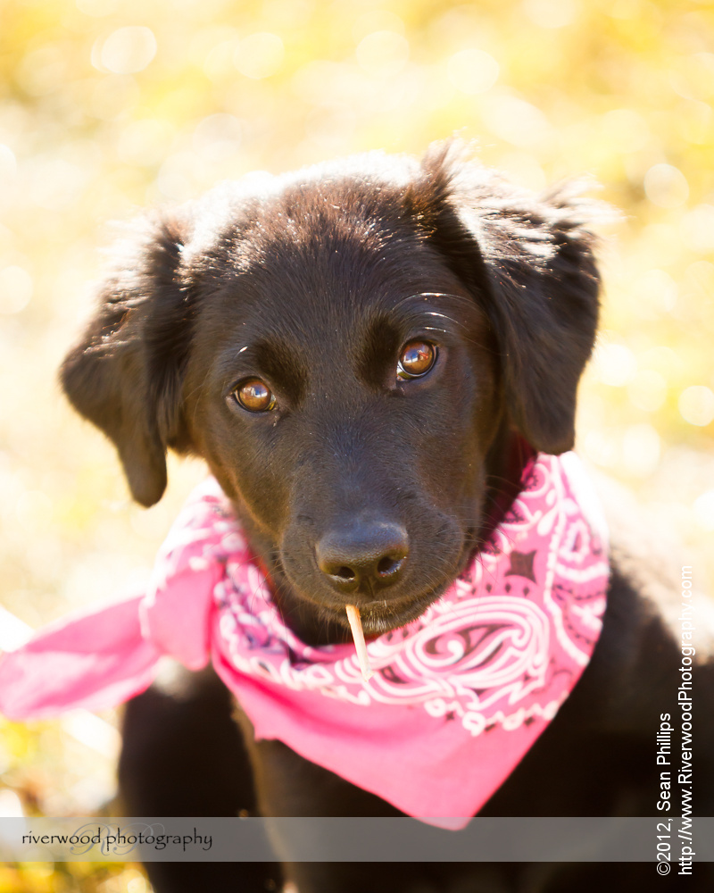 Dog Portraits with Puppy Pepper