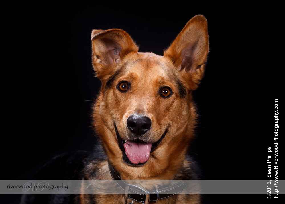 Pawsitively Portraits: Dog Day 2012