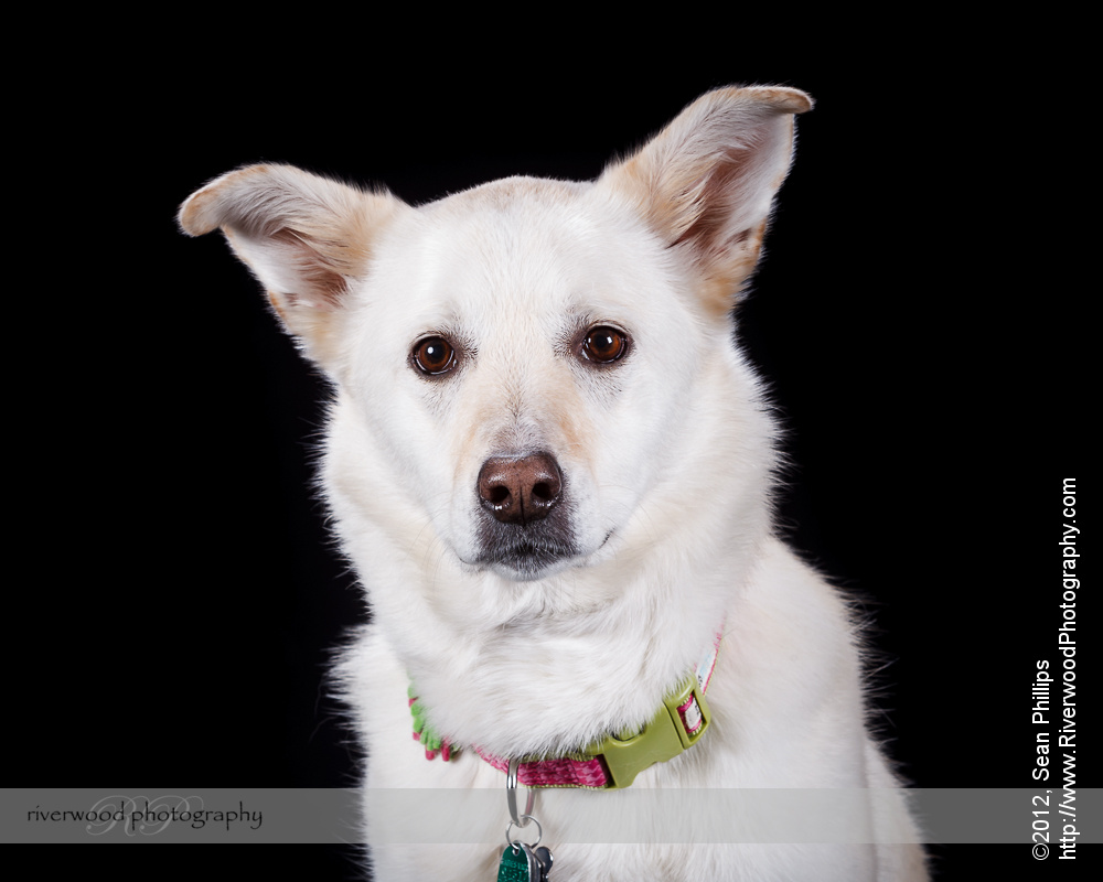 Pawsitively Portraits: Dog Day 2012