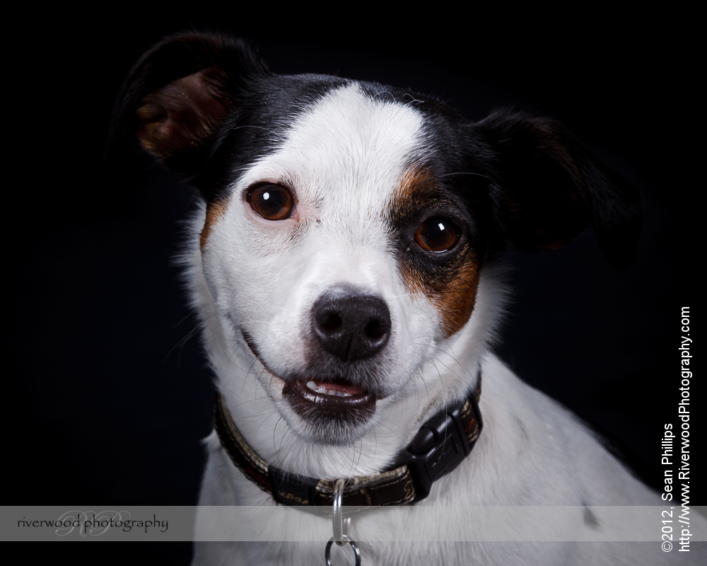 Pawsitively Portraits: Dog Day 2012