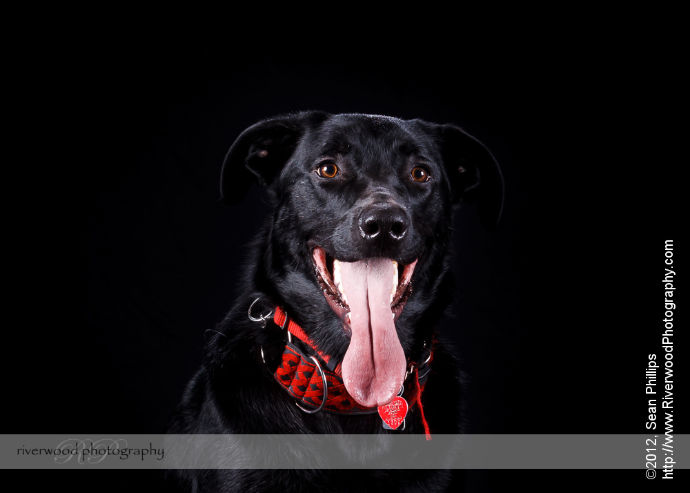 Pawsitively Portraits: Dog Day 2012