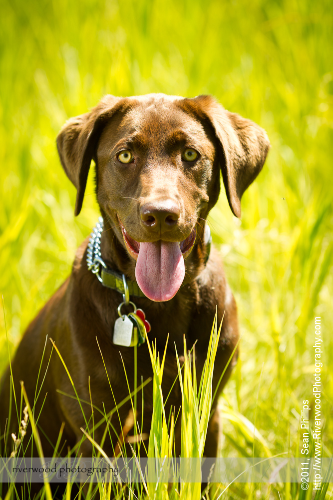 Summer Pet Portraits