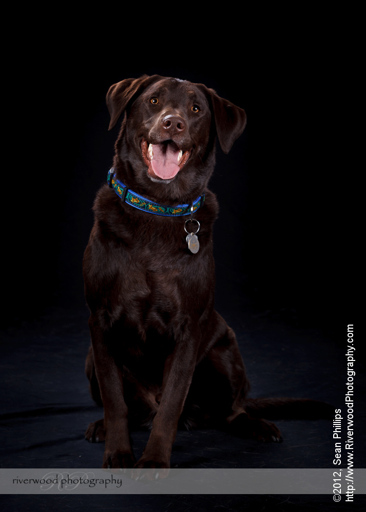 Pawsitively Portraits: Dog Day 2012