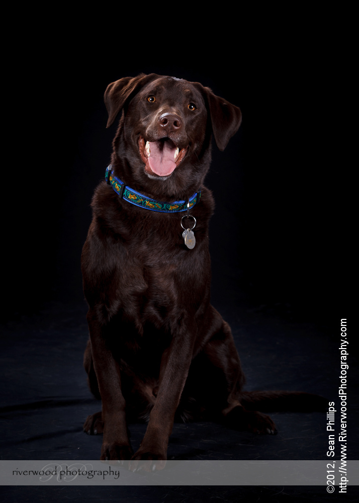 Pawsitively Portraits: Dog Day 2012