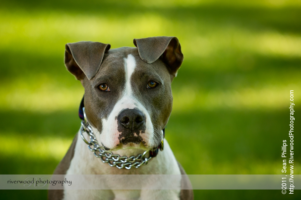 Dog Portrait with a Beautiful Pitbull