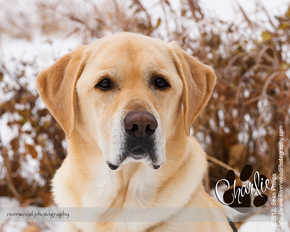 Pet Portrait of Charlie