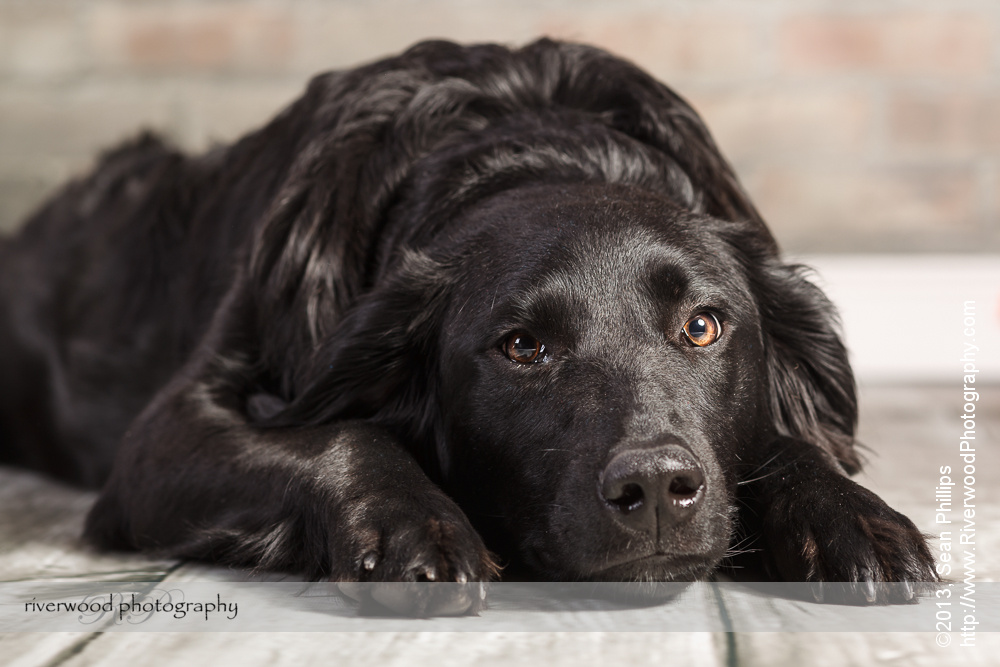 Studio Pet Portrait