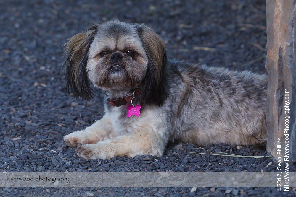 Dog Portrait in McKenzie Towne