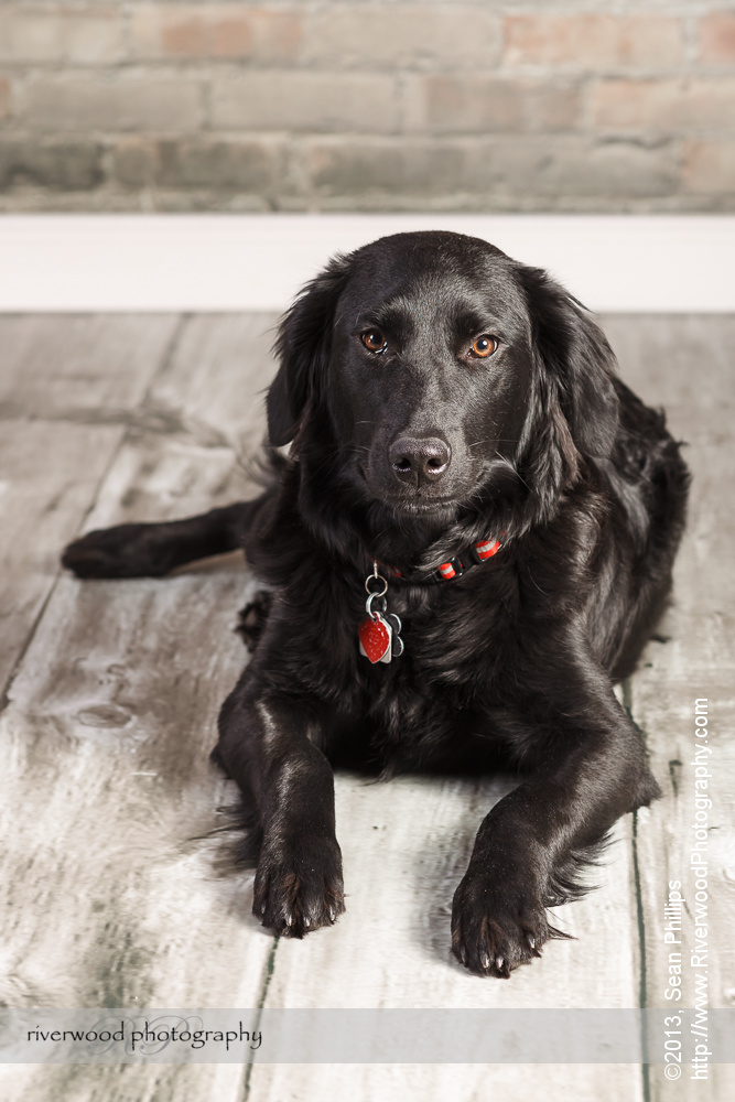 Studio Pet Portraits