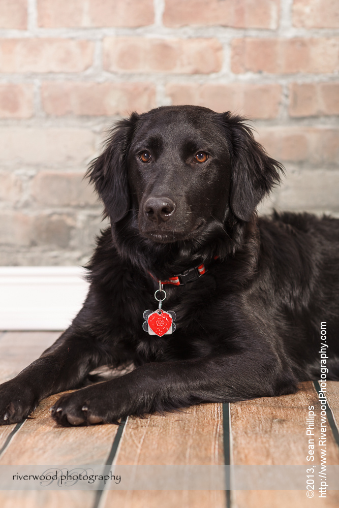 Studio Pet Portraits