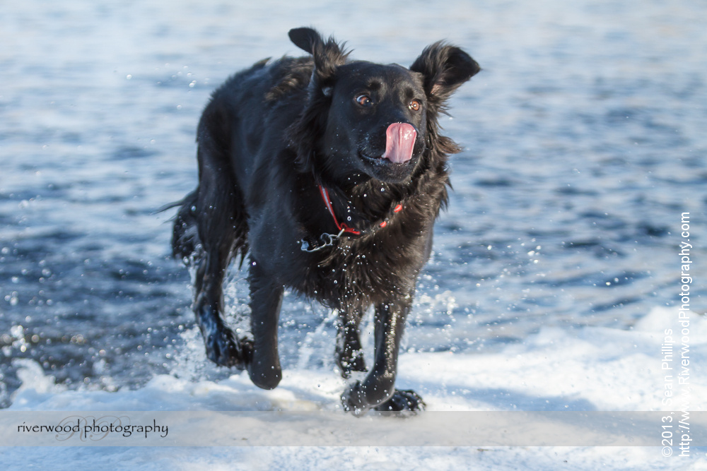 Pet Photography at Southland Dog Park