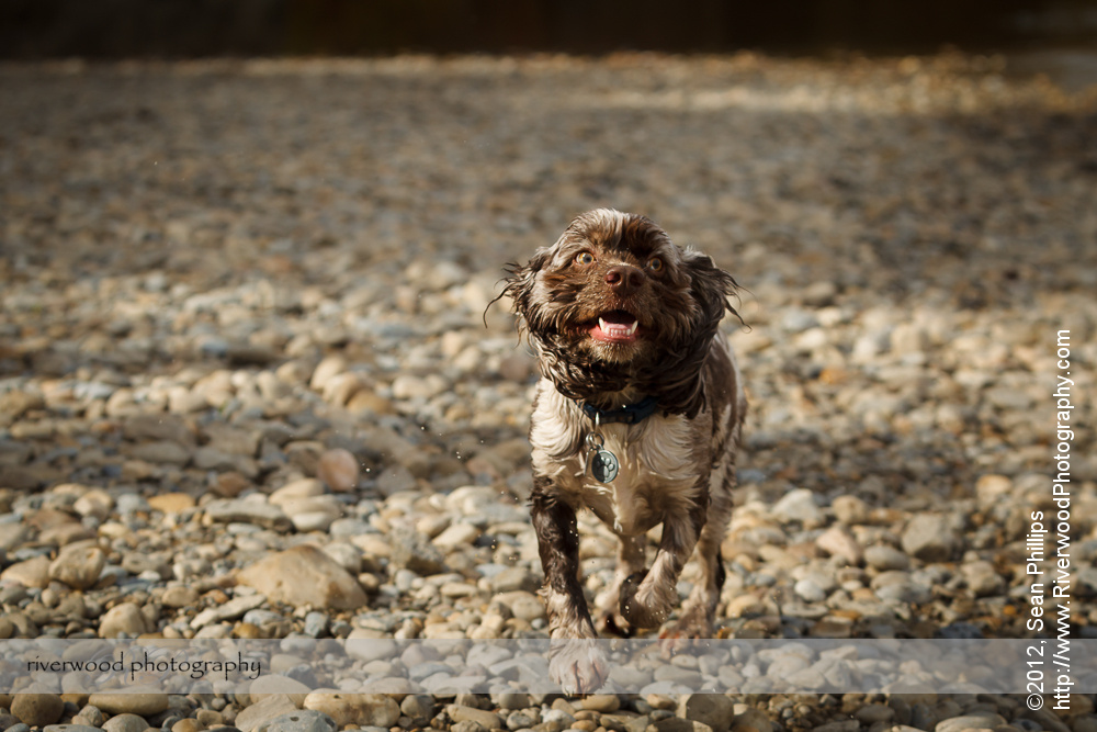 Dog Photography at the Ranche in Fish Creek