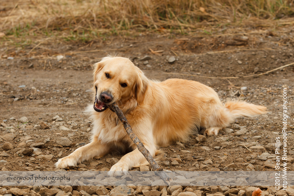 Dog Portrait Session at Edworthy Park