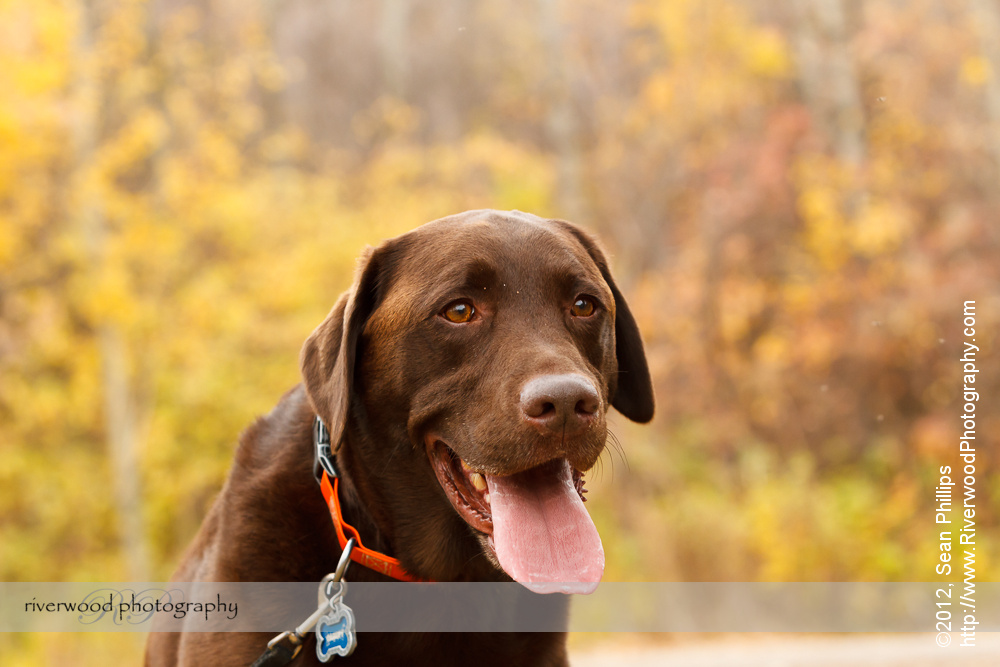 Dog Photography at Edworthy Park