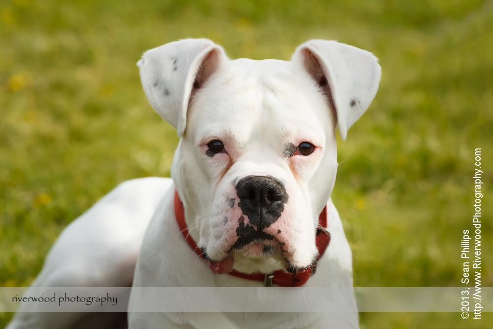Portrait of a Pitbull