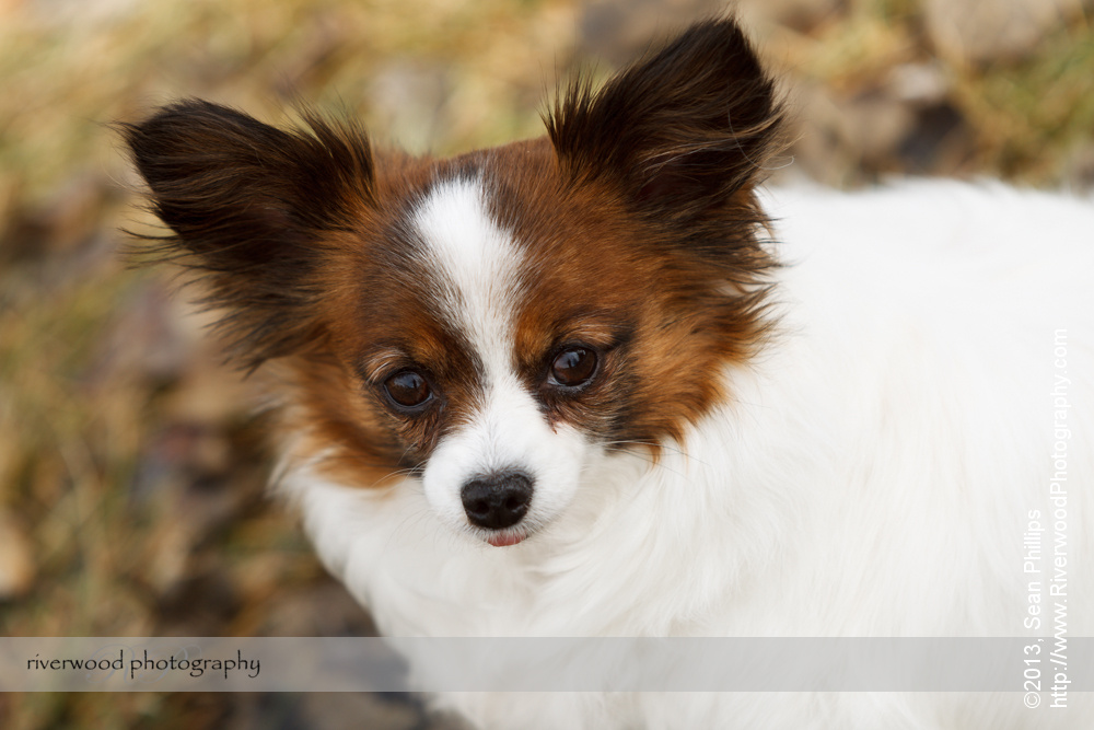 Family Pet Portraits