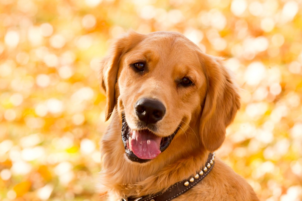 Fall Portrait Session with the Tompkins Family