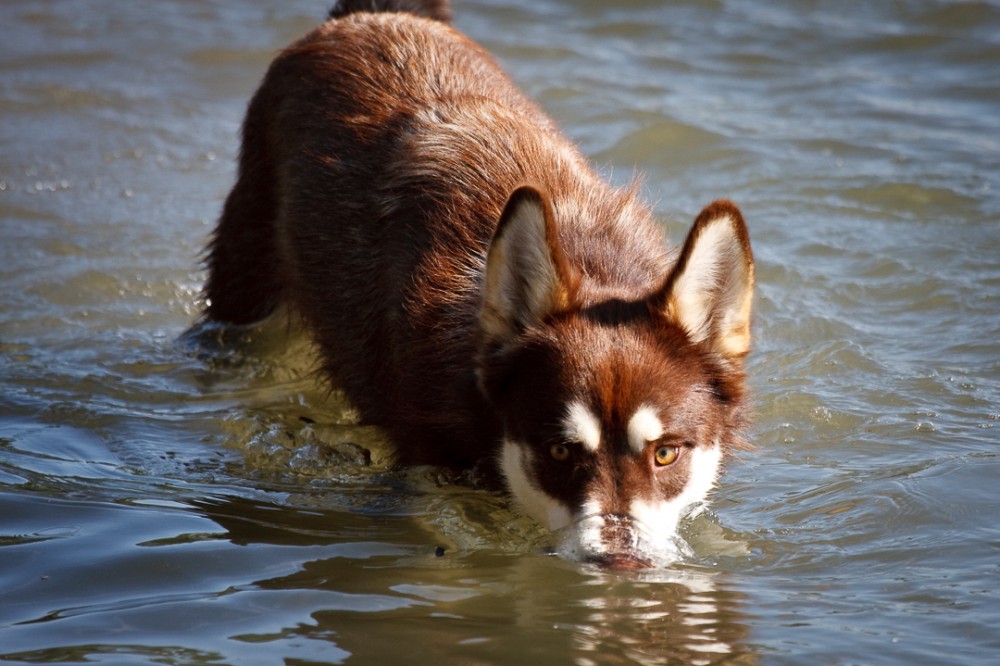 Husky