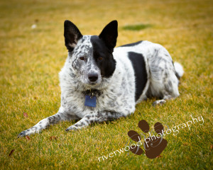 Australian Cattle Dog