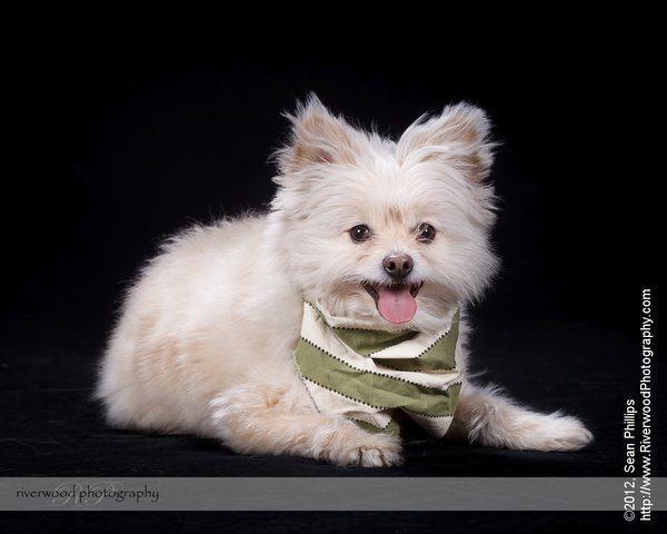 Pawsitively Portraits: Dog Day 2012