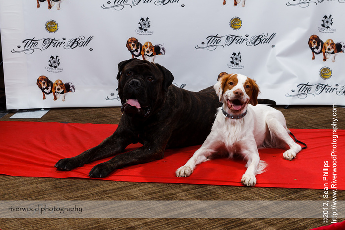 The Fur Ball 2012 in Support of Oops a Dazy Rescue 3